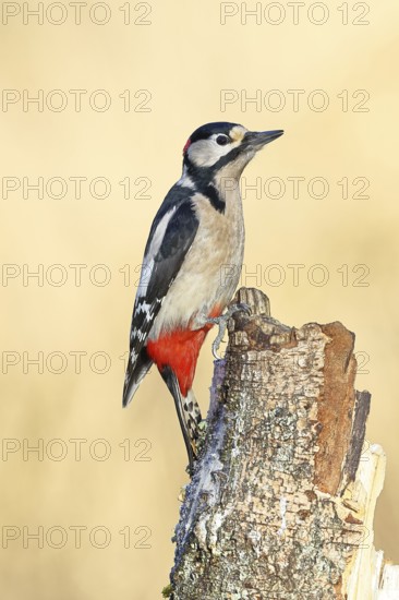 Great spotted woodpecker (Dendrocopos major) male sitting on a birch trunk, animals, birds, woodpeckers, Wilnsdorf, North Rhine-Westphalia, Germany