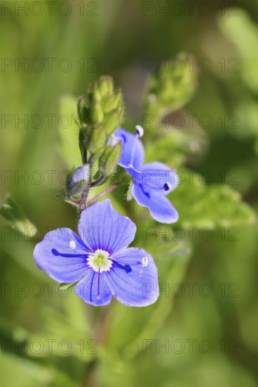 Gamander Speedwell (Veronica chamaedrys), loyal to men, blossoms in a deciduous forest, blue blossom, spring, Wilnsdorf, North Rhine-Westphalia, Germany