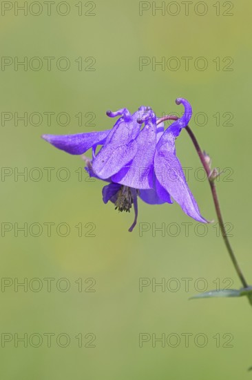 Common columbine (Aquilegia vulgaris), blue flower at the edge of the forest, Wilnsdorf, North Rhine-Westphalia, Germany