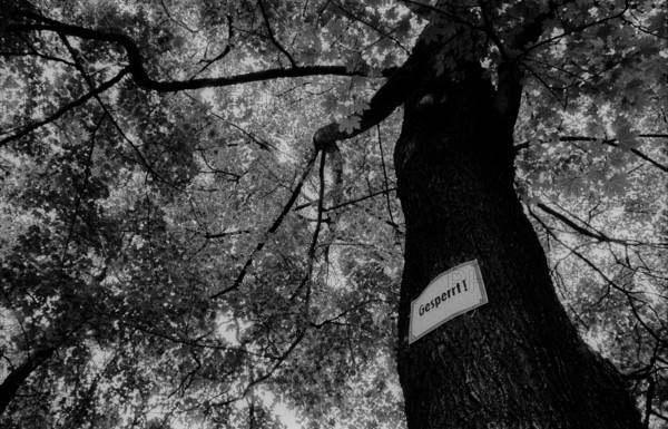 Germany, Berlin, 3.8.1992, cemetery in Prenzlauer Berg: Locked... (the tree)