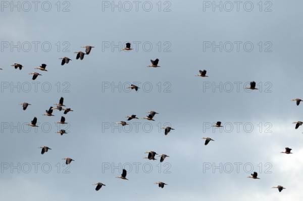 Lesser Whistling-Duck in flight (Dendrocygna javanica), Thailand