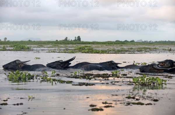 Water Buffalo (Bubalus bubalis) - Tale Noi - Thailand