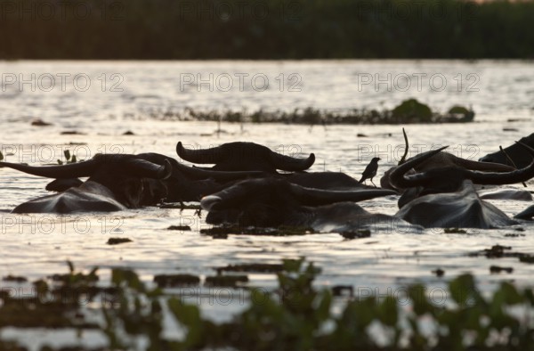 Water Buffalo (Bubalus bubalis), Herd swimming on sunrise, Thailand