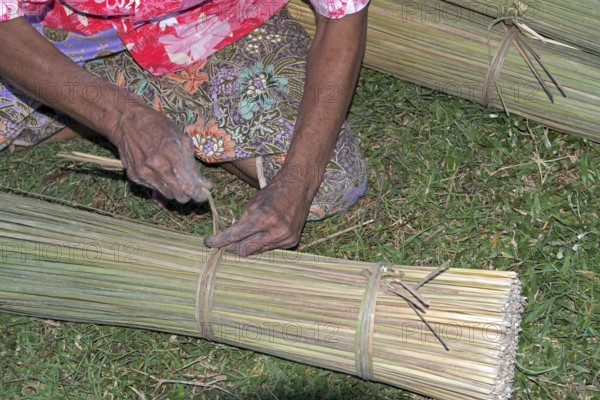 Thailand, Patthalung, Tale noi, Sorting, Separation and Tying up of the dried grey rushes or sedges (Lepirona articulata)