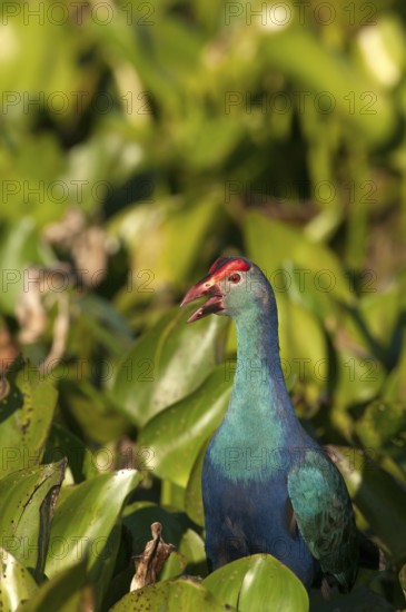 Purple Swamphen in water hyacinth (Porphyrio porphyrio poliocephalus), Thailand