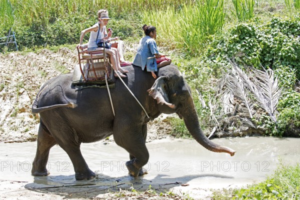 Thailand, Koh Samui, Elephant (Elephas maximus) with tourrists for a small trip in the jungle