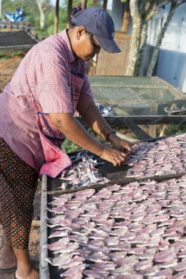 Thailand, Southern, Drying of fishies of lake