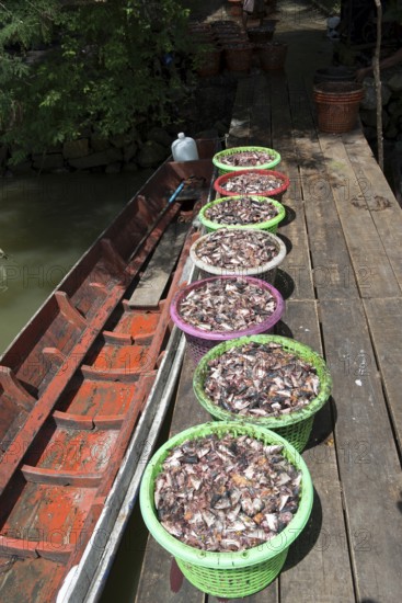 Thailand, Songkhla, Koh Yo, Waste of fishes to make flours intended for the animal feed