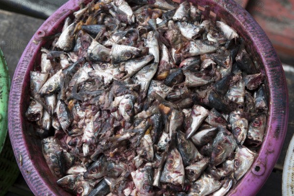 Thailand, Songkhla, Koh Yo, Waste of fishes to make flours intended for the animal feed