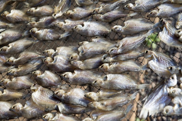 Thailand, Southern, Drying of fishies of lake