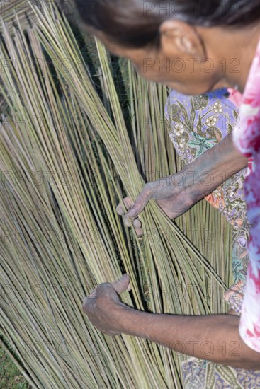 Thailand, Patthalung, Tale noi, Sorting, Separation and Tying up of the dried grey rushes or sedges (Lepirona articulata)