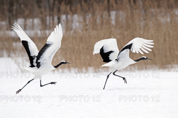 Japanese crane, Red-crowned crane (Grus japonensis) take-off, Japan