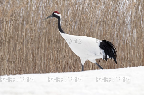 Japanese crane, Red-crowned crane (Grus japonensis), Japan