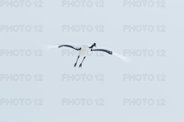 Japanese crane, Red-crowned crane (Grus japonensis) flying, Japan