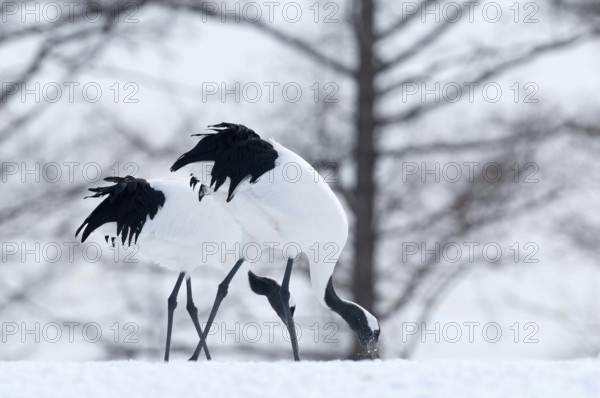 Japanese crane, Red-crowned crane (Grus japonensis) couple, Japan