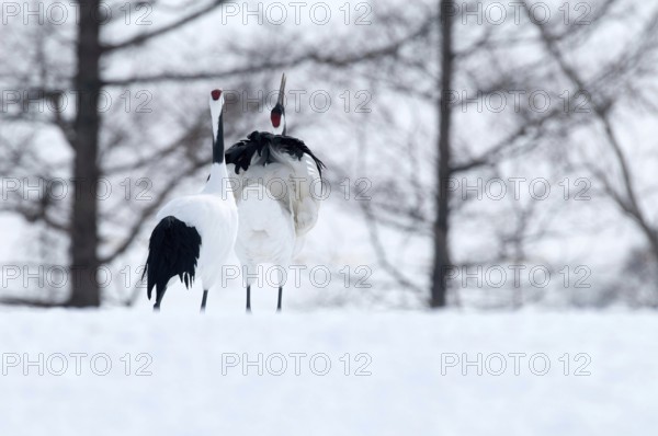 Japanese crane, Red-crowned crane (Grus japonensis) couple dancing and singing, Japan