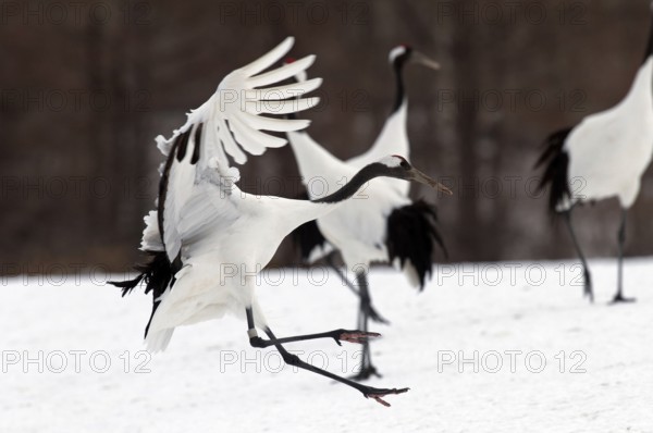 Japanese crane, Red-crowned crane (Grus japonensis) landing, Japan