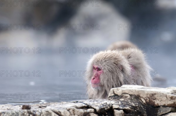 Japanese macaque or snow japanese monkey in onsen (Macaca fuscata), Japan Monkey-Japanese, Macaca fuscata (Macaque Japon) Japan