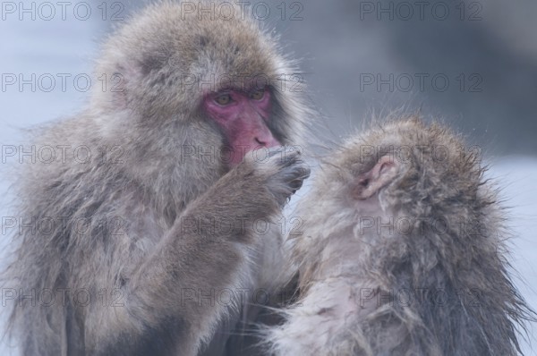 Japanese macaque or snow japanese monkey in onsen (Macaca fuscata), Japan Monkey-Japanese, Macaca fuscata (Macaque Japon) Japan