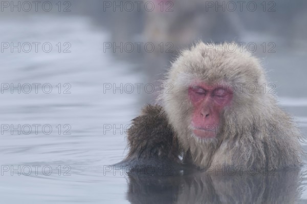 Japanese macaque or snow japanese monkey, baby and mom sleeping in onsen (Macaca fuscata), Japan Monkey-Japanese, Macaca fuscata (Macaque Japon) Japan