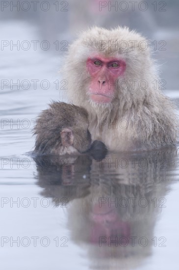 Japanese macaque or snow japanese monkey, baby and mom in onsen (Macaca fuscata), Japan Monkey-Japanese, Macaca fuscata (Macaque Japon) Japan