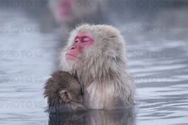 Japanese macaque or snow japanese monkey, baby and mom in onsen (Macaca fuscata), Japan Monkey-Japanese, Macaca fuscata (Macaque Japon) Japan
