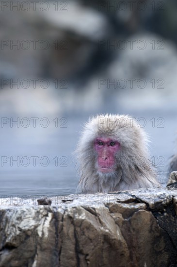 Japanese macaque or snow japanese monkey in onsen (Macaca fuscata), Japan Monkey-Japanese, Macaca fuscata (Macaque Japon) Japan