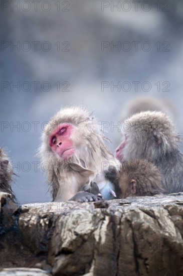 Japanese macaque or snow japanese monkey in onsen (Macaca fuscata), baby needs milk, Japan