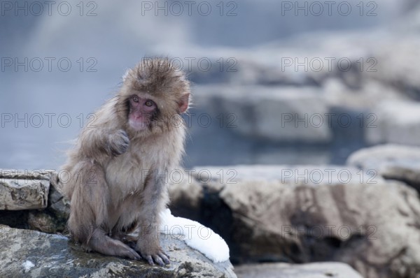 Japanese macaque or snow japanese monkey, baby, in onsen (Macaca fuscata), Japan Monkey-Japanese, Macaca fuscata (Macaque Japon) Japan