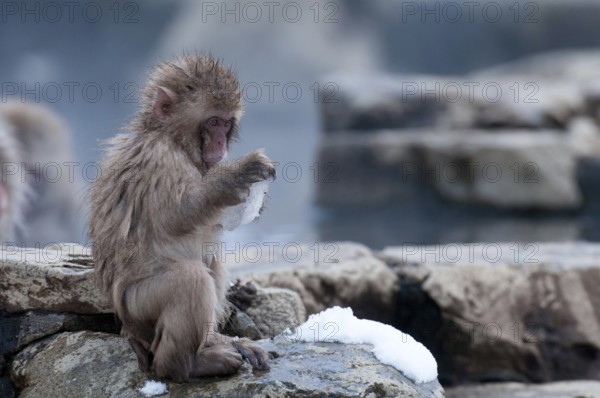 Japanese macaque or snow japanese monkey, baby, in onsen, playing with ice (Macaca fuscata), Japan Monkey-Japanese, Macaca fuscata (Macaque Japon) Japan
