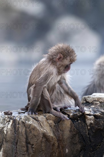 Japanese macaque or snow japanese monkey, baby, in onsen (Macaca fuscata), Japan Monkey-Japanese, Macaca fuscata (Macaque Japon) Japan