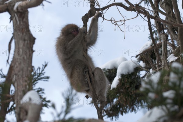 Japanese macaque or snow japanese monkey in the trees (Macaca fuscata), Japan Monkey-Japanese, Macaca fuscata (Macaque Japon) Japan