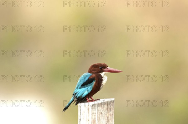 White-throated kingfisher (Halcyon smyrnensis), Thailand // Martin-chasseur de Smyrne White-faced Kingfisher, Halcyon smyrnensis (Martin-chasseur de Smyrne) Thailand