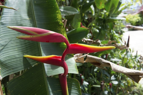 Heliconia sp