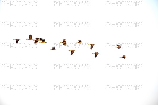 Lesser whistling-duck (Dendrocygna javanica), Group flying, Thailand