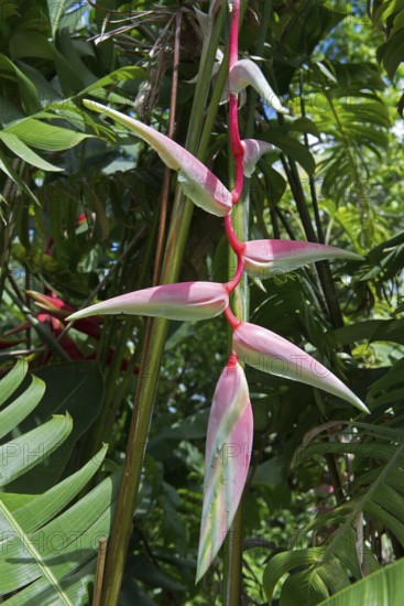 Heliconia sp
