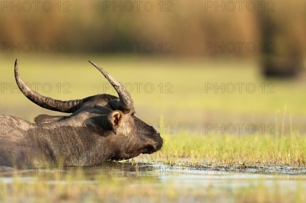 Buffalo-asiatic, Water buffalo, Bubalus bubalis (Buffle d'eau) Water Buffalo (Bubalus bubalis), Thailand // Buffle d'eau