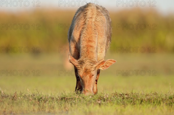 Buffalo-asiatic, Water buffalo, Bubalus bubalis (Buffle d'eau) Water Buffalo (Bubalus bubalis), Calf, Thailand // Buffle d'eau