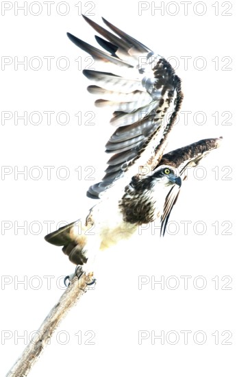 Eagle-fishing, osprey, eagle, Balbuzard, Thailand Osprey (Pandion haliaetus), Take-off