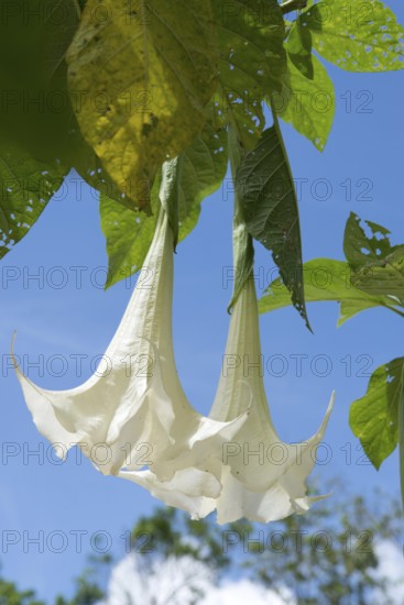 Angel's trumpet (Brugmansia x Candida) // Trompette des Anges