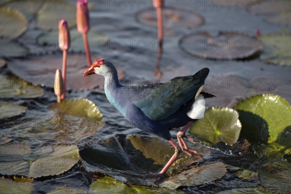 Purple Swamphen in pink water lilies (Porphyrio porphyrio poliocephalus), Thailand / Talève sultane - Poule sultane Common crane, purple gallinule, Porphyrio porphyrio poliocephalus (Talève sultane) Thailand