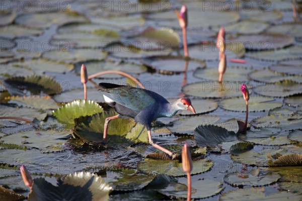 Purple Swamphen in pink water lilies (Porphyrio porphyrio poliocephalus), Thailand/ Talève sultane - Poule sultane Common crane, purple gallinule, Porphyrio porphyrio poliocephalus (Talève sultane) Thailand