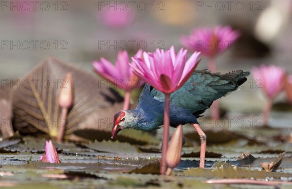 Purple Swamphen (Porphyrio porphyrio poliocephalus), Thailand // Talève sultane - Poule sultane Common crane, purple gallinule, Porphyrio porphyrio poliocephalus (Talève sultane) Thailand