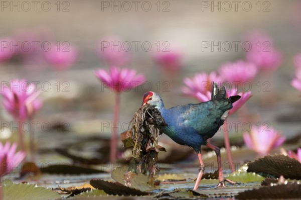 Purple Swamphen (Porphyrio porphyrio poliocephalus), with eating, Thailand // Talève sultane - Poule sultane Common crane, purple gallinule, Porphyrio porphyrio poliocephalus (Talève sultane) Thailand