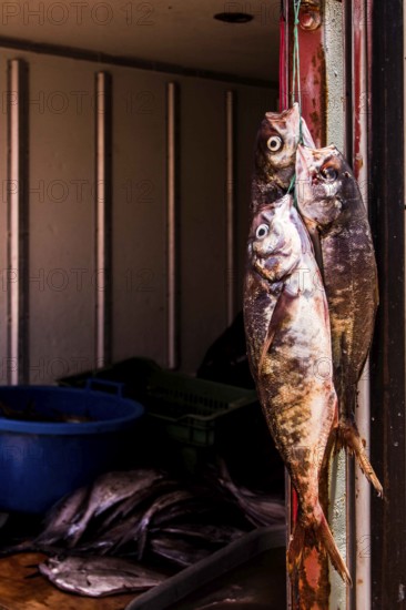 Fresh fish for sale at Los Verdes Beach (Playa los Verdes). Iquique, Tarapaca Region, Chile. 19.11.15