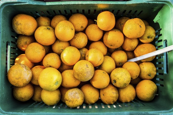 Street market for organic products at Lagoa da Conceicao neighborhood. It takes place at Bento Silverio Square, every saturday from 7:00 AM to noon. Florianopolis, Santa Catarina, Brazil