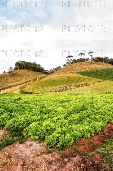 Lettuce plantation. Rancho Queimado, Santa Catarina, Brazil