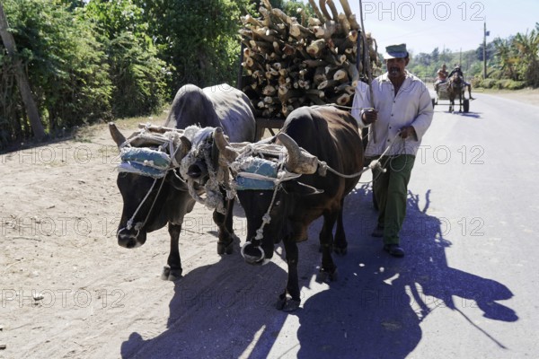 Oxcart near Holguin, Cuba, Cuba, man leading oxen pulling a cart with timber along a village road, Greater Antilles, Caribbean, Central America, America, Central America