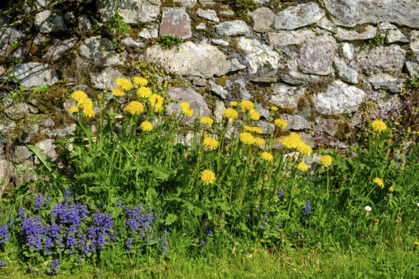 Dandelions on the cemetery wall, parish church of St. Johannes der Täufer, Weissbriach, Gitschtal, Carinthia, Austria