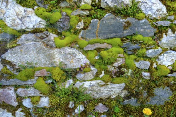 Moss-covered wall, cemetery wall, parish church of St. Johannes der Täufer, Weissbriach, Gitschtal, Carinthia, Austria